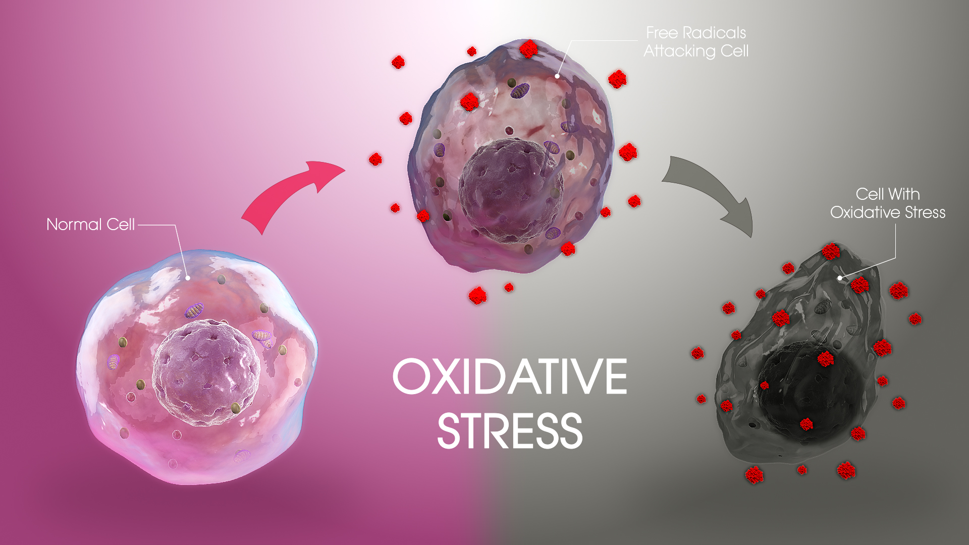 oxidative-stress