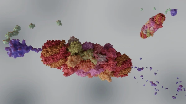 Proteasomes is breaking down protein molecule